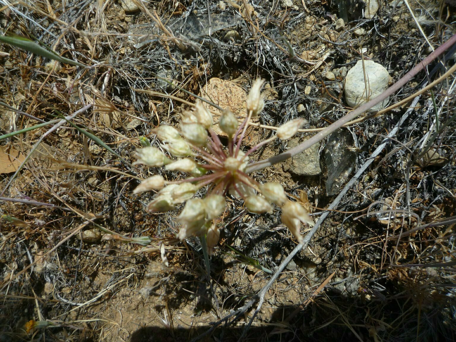 High Resolution Allium diabolense Bud